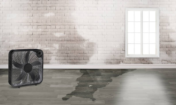Best Water damage restoration process  in South Zanesville, OH